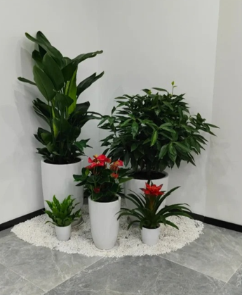 江北绿植租用商家行业深度分析，全面解读